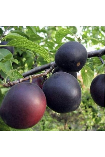 Абрикос ‘Монарезі’ — чорні плоди на дереві крупним планом